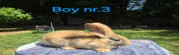 Continental Giant rabbits for sale: Pure Continental Giant Vaccinated  - Advert 17