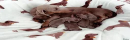 Miniature Dachshund dogs for sale: Miniature Dachshund Puppies - Advert 1