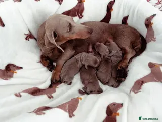 Miniature Dachshund dogs Miniature Dachshund Puppies - Advert 2