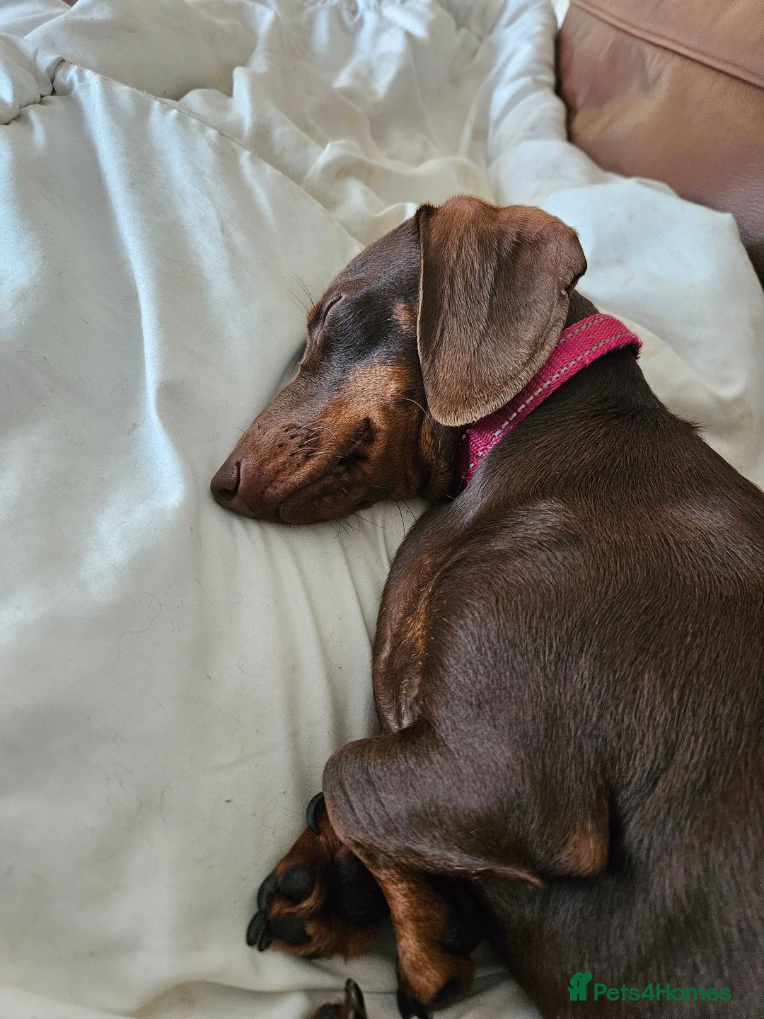 Dachshund dogs for sale: Dachshand girls for sale  - Advert 3