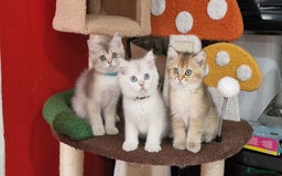 British Shorthair cats for sale: British shorthair kittens  - Image 24