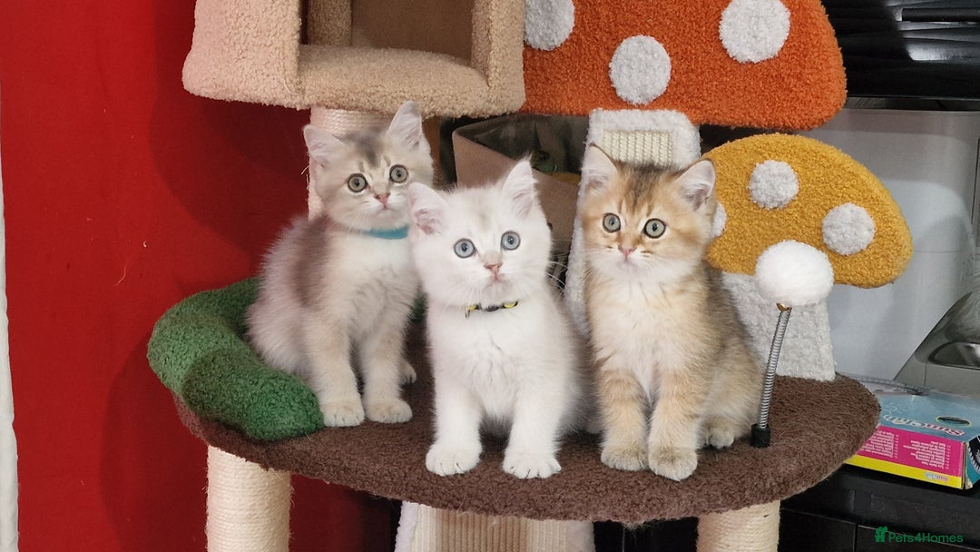 British Shorthair cats for sale: British shorthair kittens  - Image 24