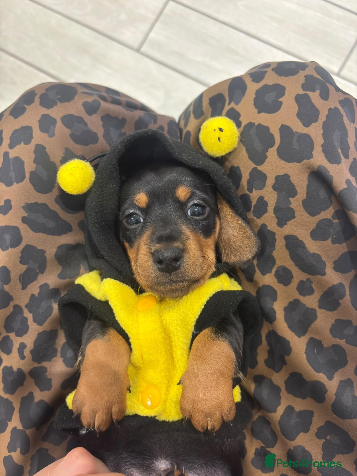 Miniature Dachshund dogs 🩷Pedigree KC Registered Miniature Dachshunds🩷 - Advert 16