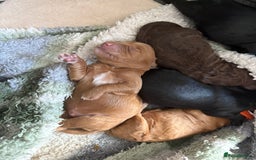 Cockapoo dogs for sale: 🐾Beautiful PRA CLEAR F2 Cockapoo puppies 🐾  - Image 8