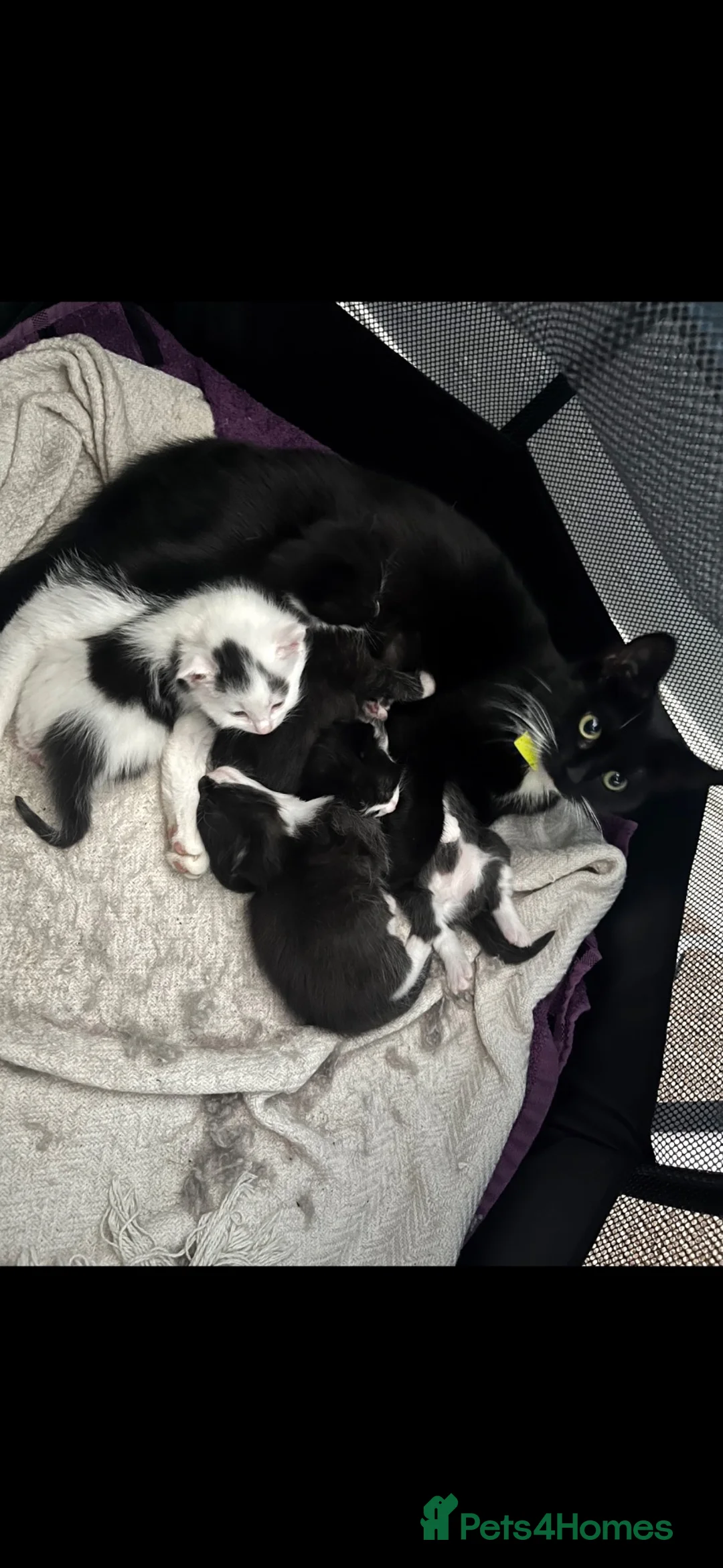 British Shorthair cats for sale: 2 kittens left for sale  - Advert 5