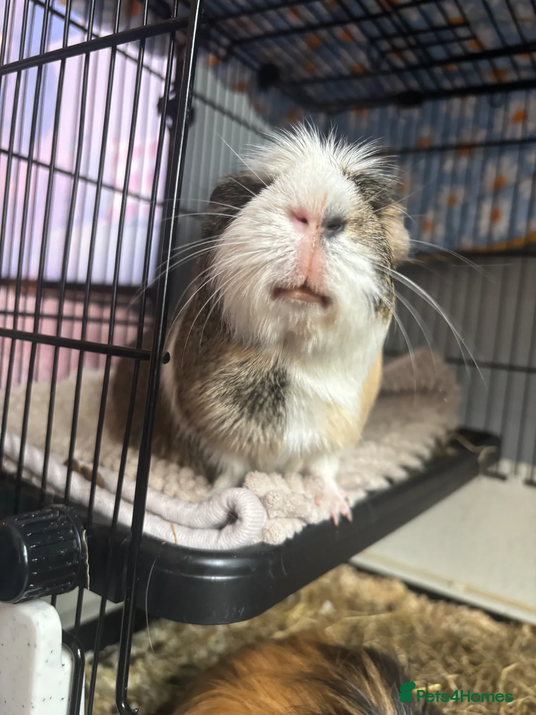 Guinea Pig rodents for sale: 2 male guinea pigs, cage, and all accessories - Advert 3