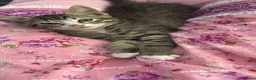 British Longhair cats for sale: Beautiful male Kitten for sale❤️✨️ in Reading - Advert 2