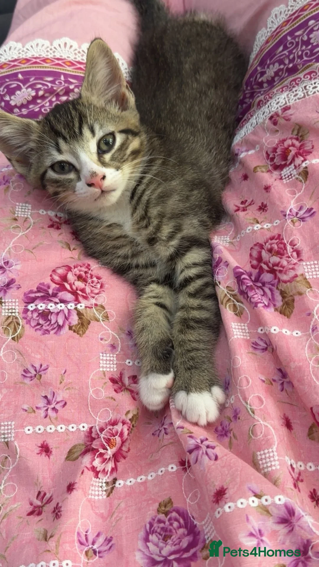British Longhair cats for sale: Beautiful male Kitten for sale❤️✨️ in Reading - Advert 2