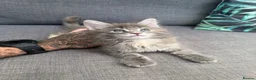 Maine Coon cats for sale: Two main coon girl kittens left - Advert 6
