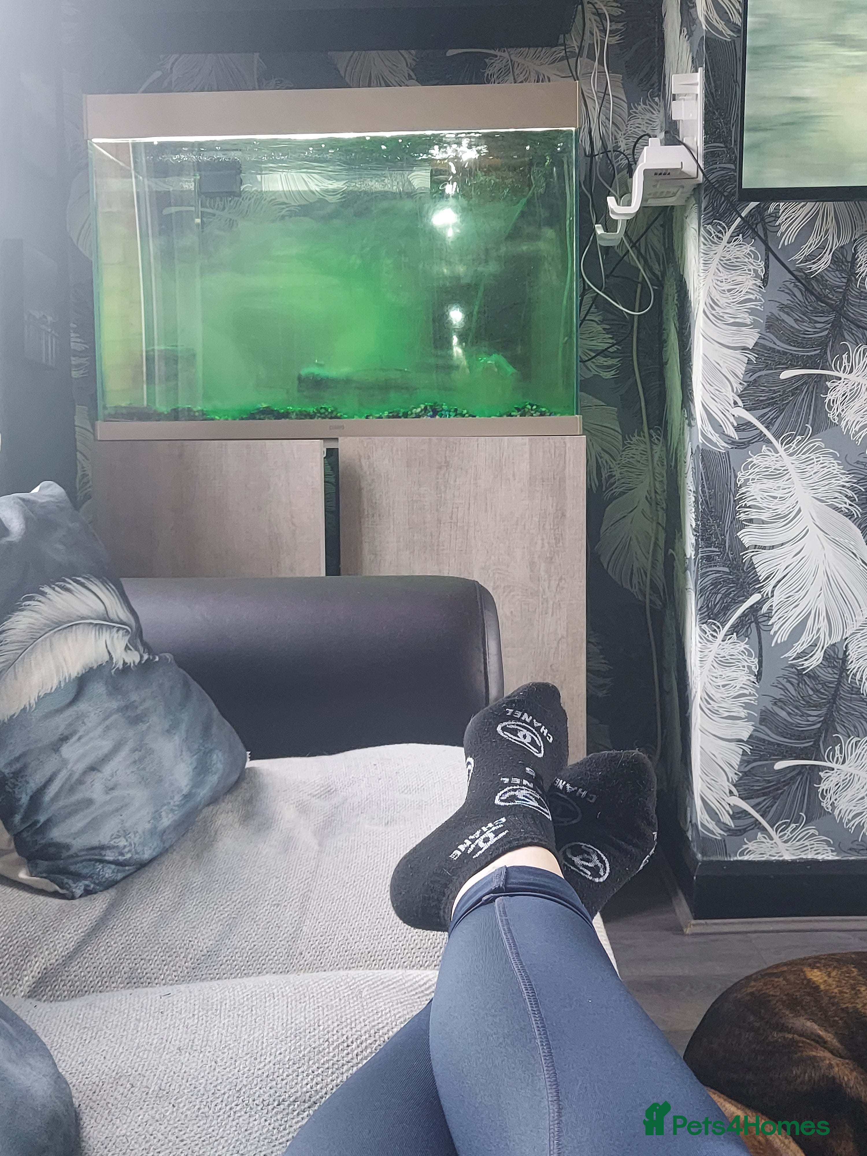 Other/Mixed Breed fish 1 fish with fish tank and stand  - Advert 2