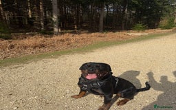 Rottweiler dogs for sale: Female Rottweiler  - Image 2
