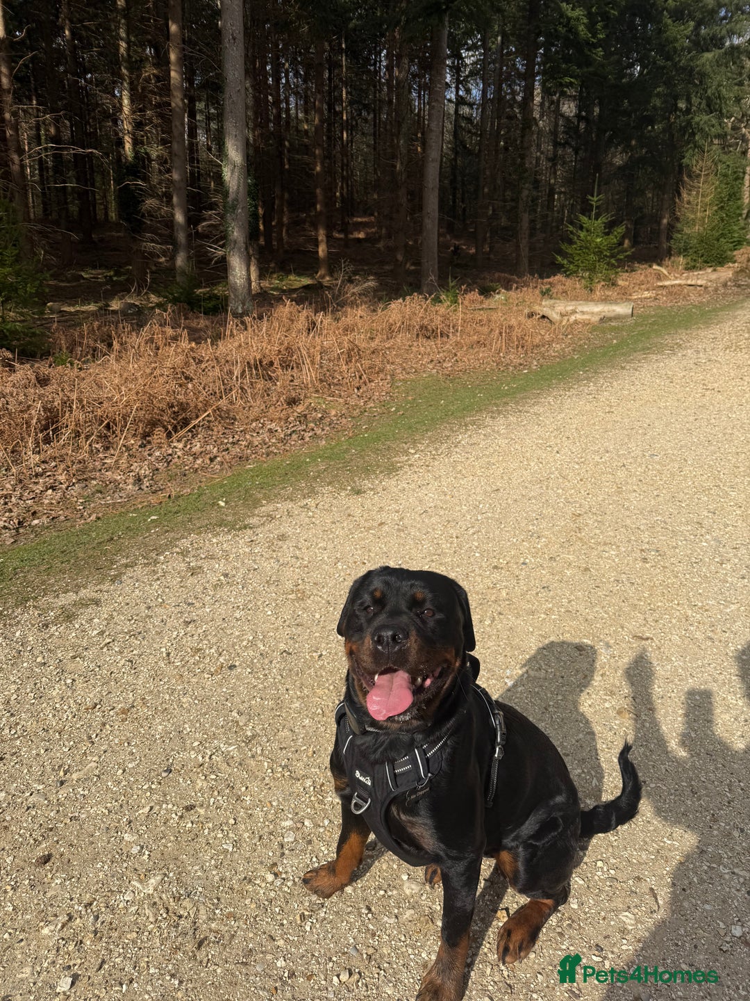 Rottweiler dogs for sale: Female Rottweiler  - Image 2