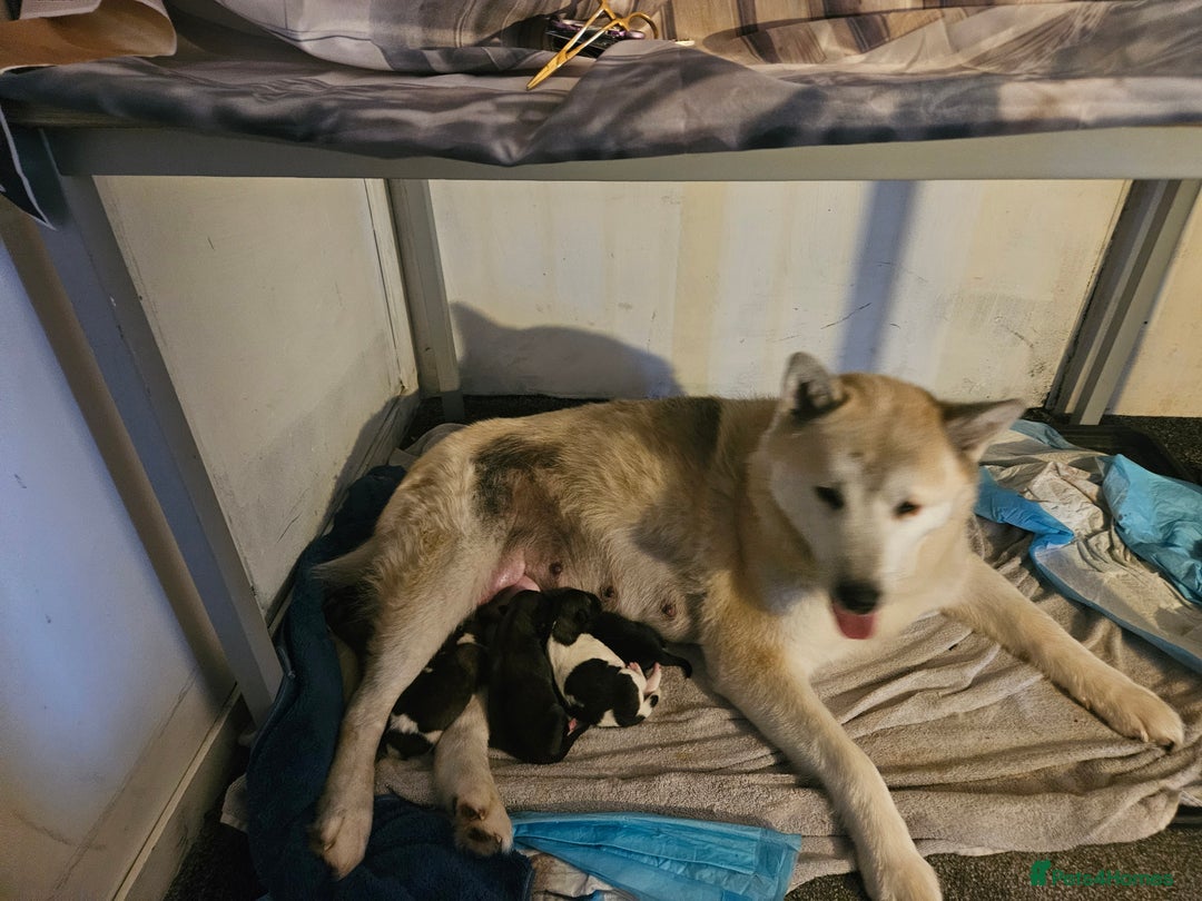 Mixed Breed dogs for sale: Akita/malamute  - Advert 11