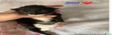 Mixed Breed 1