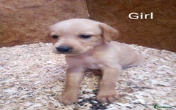Mixed Breed dogs for sale: 9 Irish setter X lurcher pups - Image 12