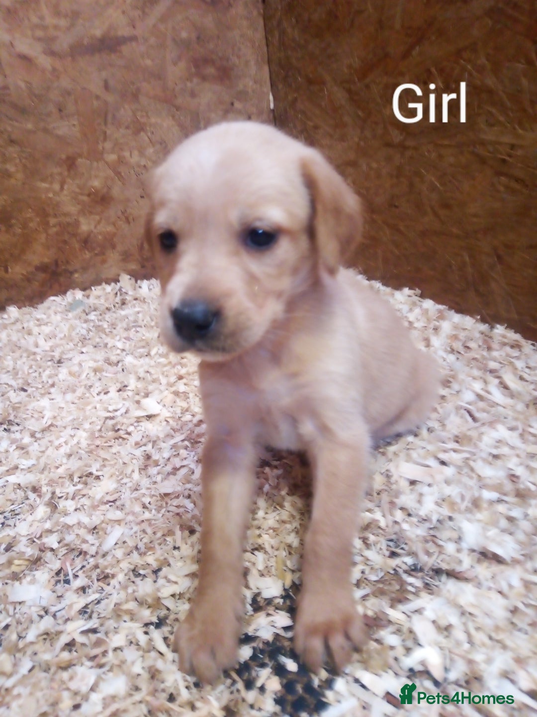 Mixed Breed dogs for sale: 9 Irish setter X lurcher pups - Image 12