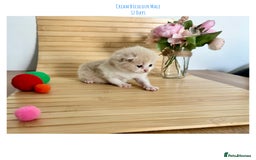 British Shorthair cats for sale: Gccf registered British shorthair kittens - Image 16