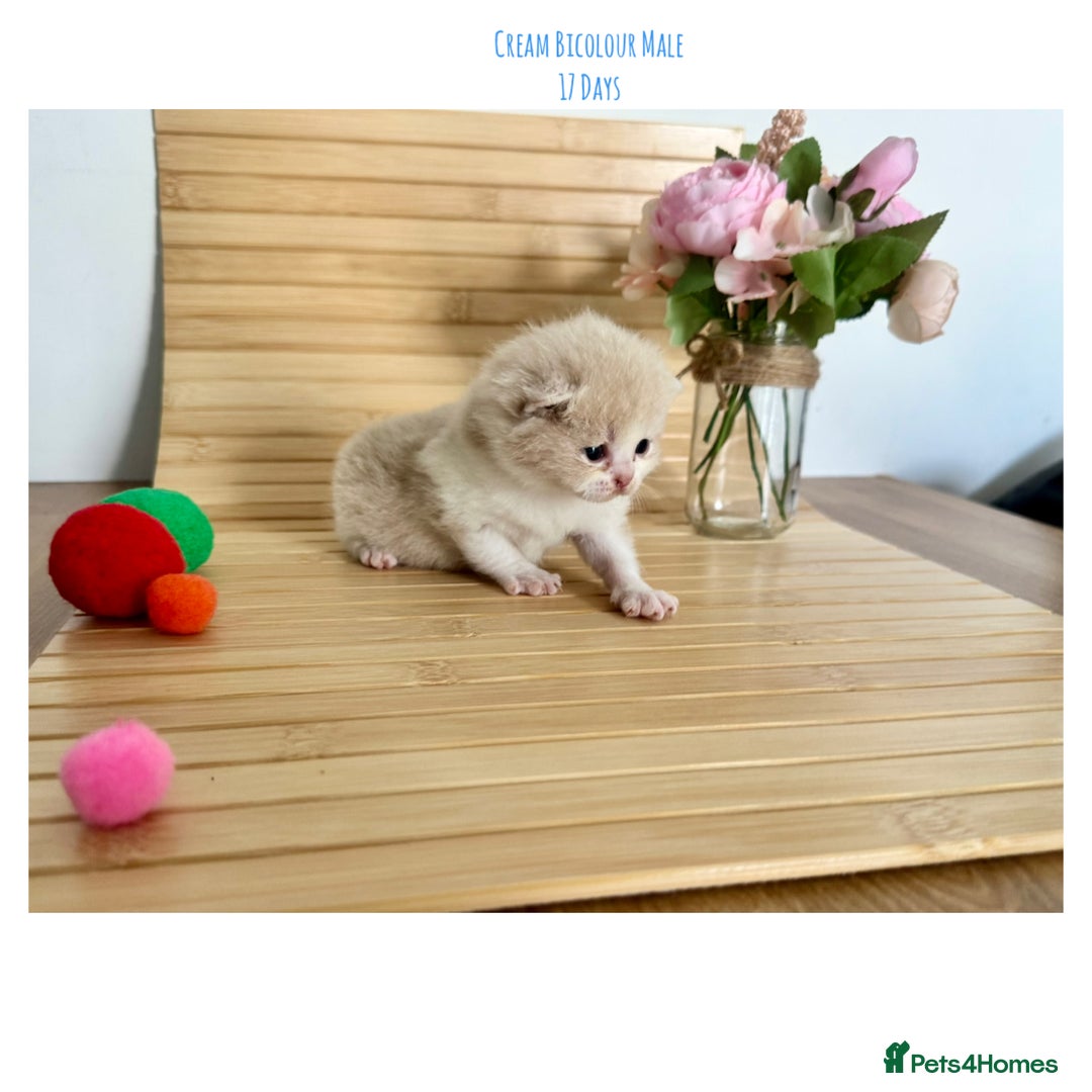 British Shorthair cats for sale: Gccf registered British shorthair kittens - Image 16