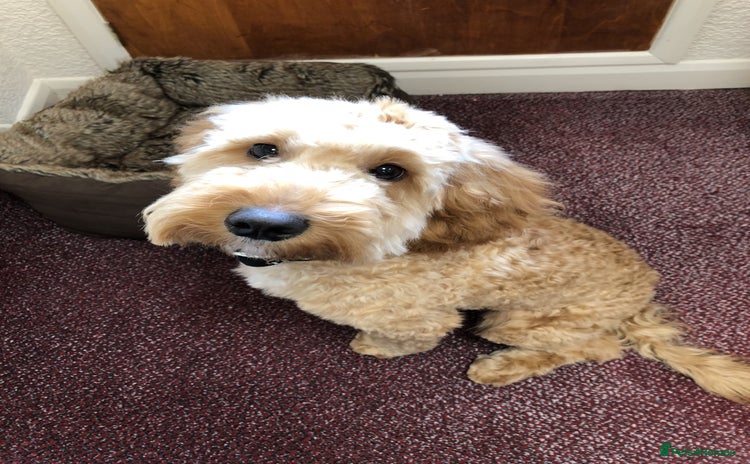 Cockapoo dogs - Advert 7