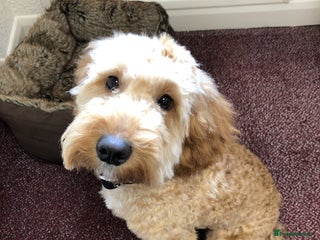 Cockapoo dogs - Advert 16