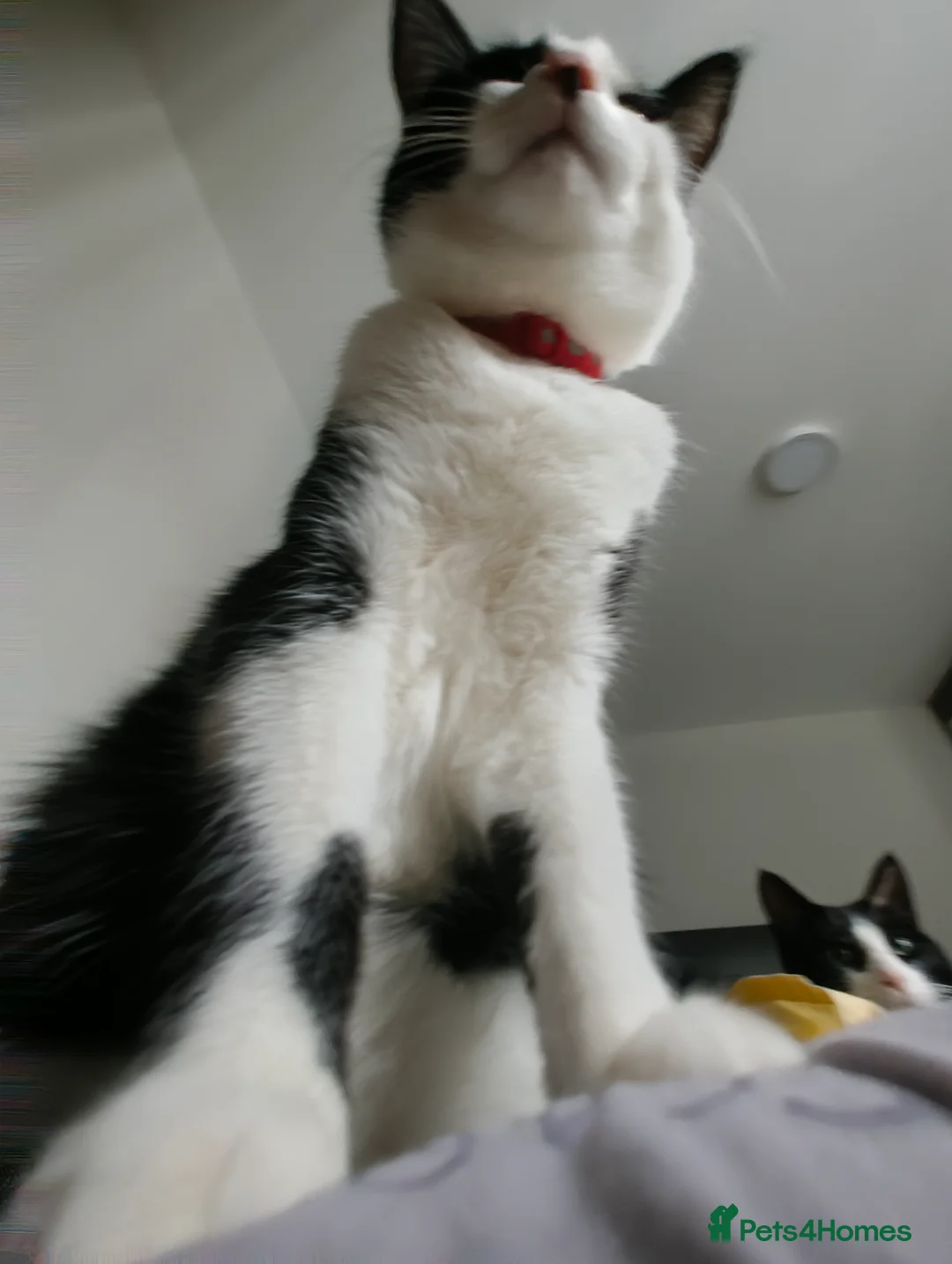 Bengal cats for sale: Tuxedo kitten for sale  - Advert 5