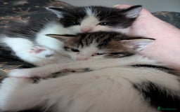 Domestic Shorthair cats for sale: Happy healthy babies  - Image 4