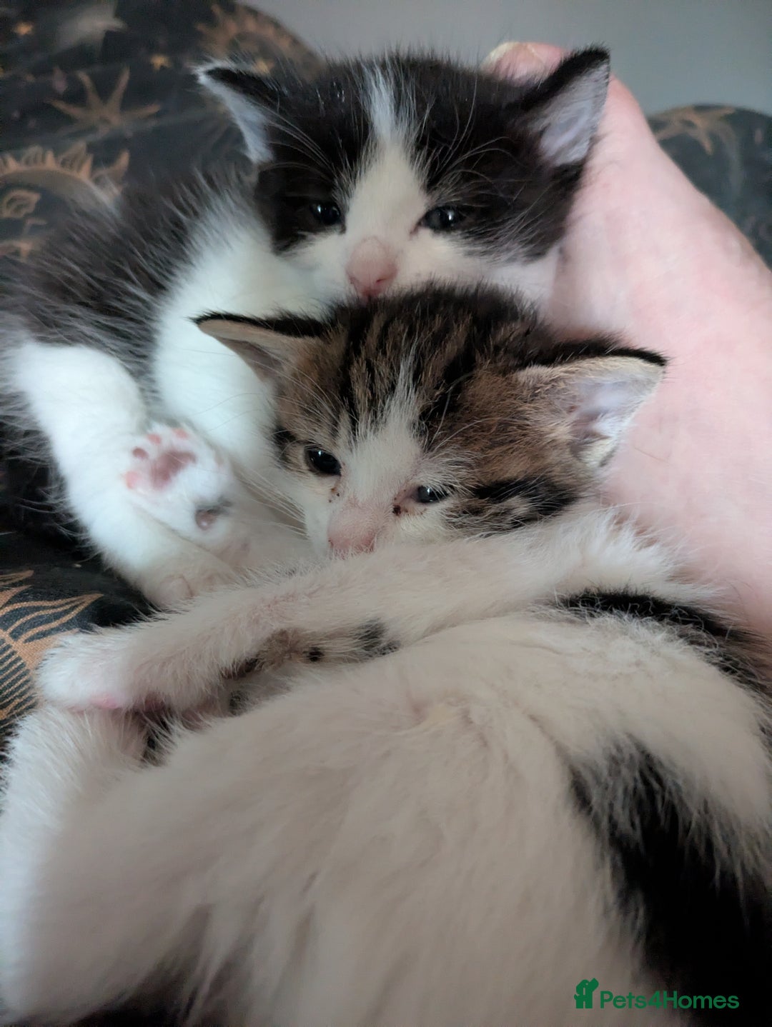Domestic Shorthair cats for sale: Happy healthy babies  - Image 4