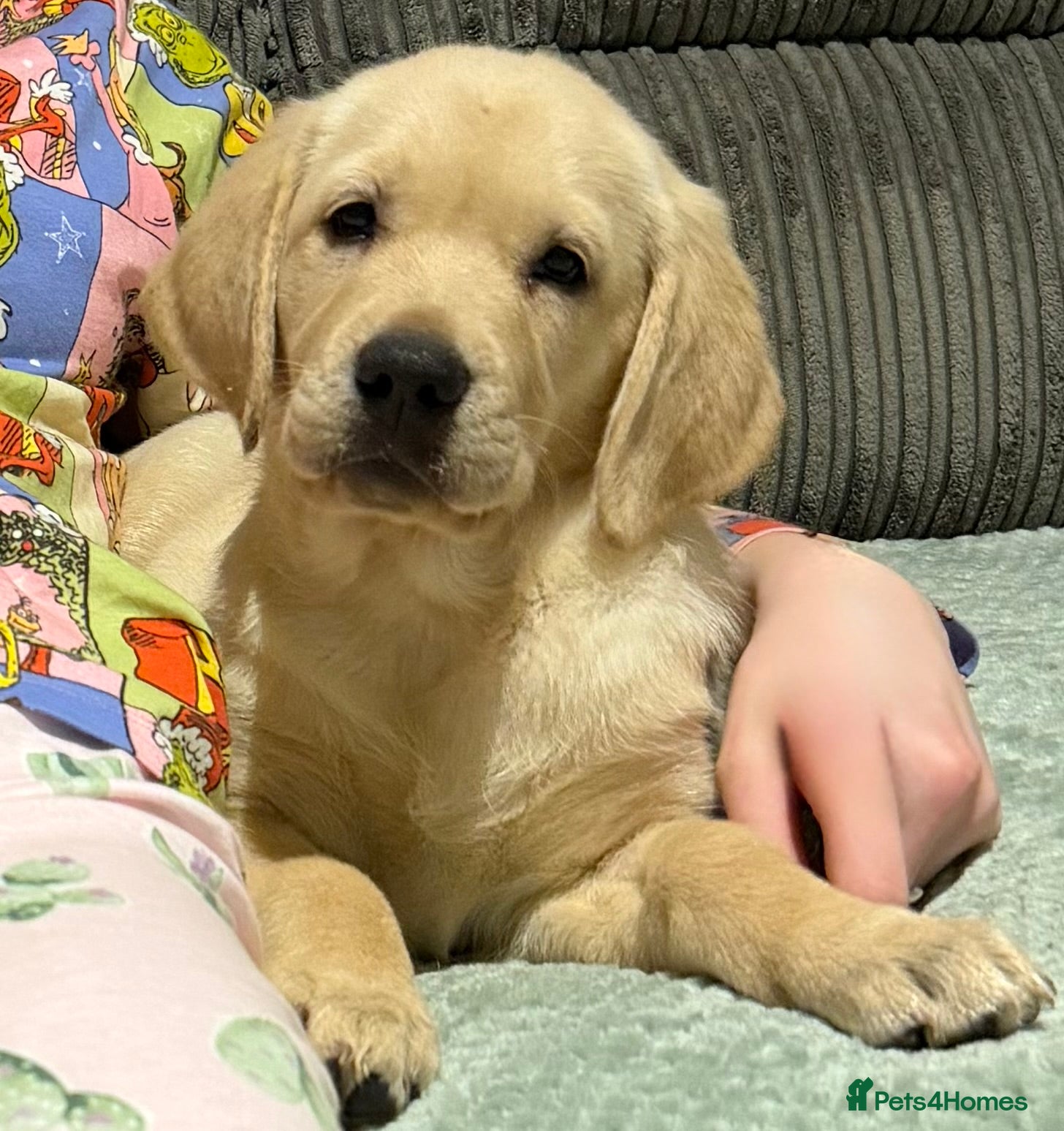 Goldador dogs Ready now goldador girl - Advert 4