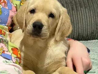 Goldador dogs Ready now goldador girl - Advert 4