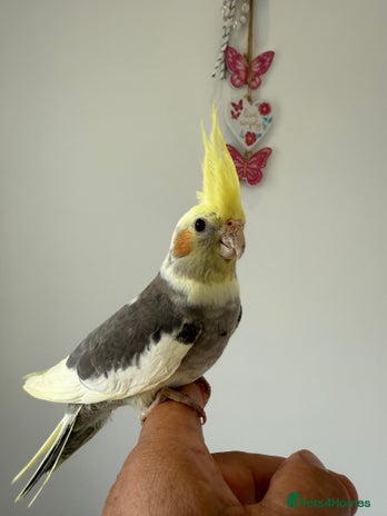 Cockatiels birds in Liverpool - Advert 7