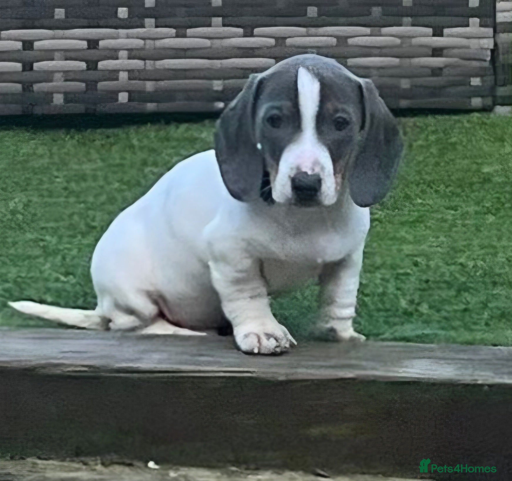 Miniature Dachshund dogs READY NOW BLUE PIED BOY  - Advert 1