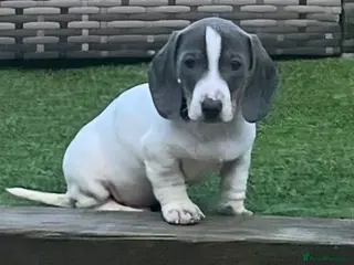 Miniature Dachshund dogs READY NOW BLUE PIED BOY - Advert 1
