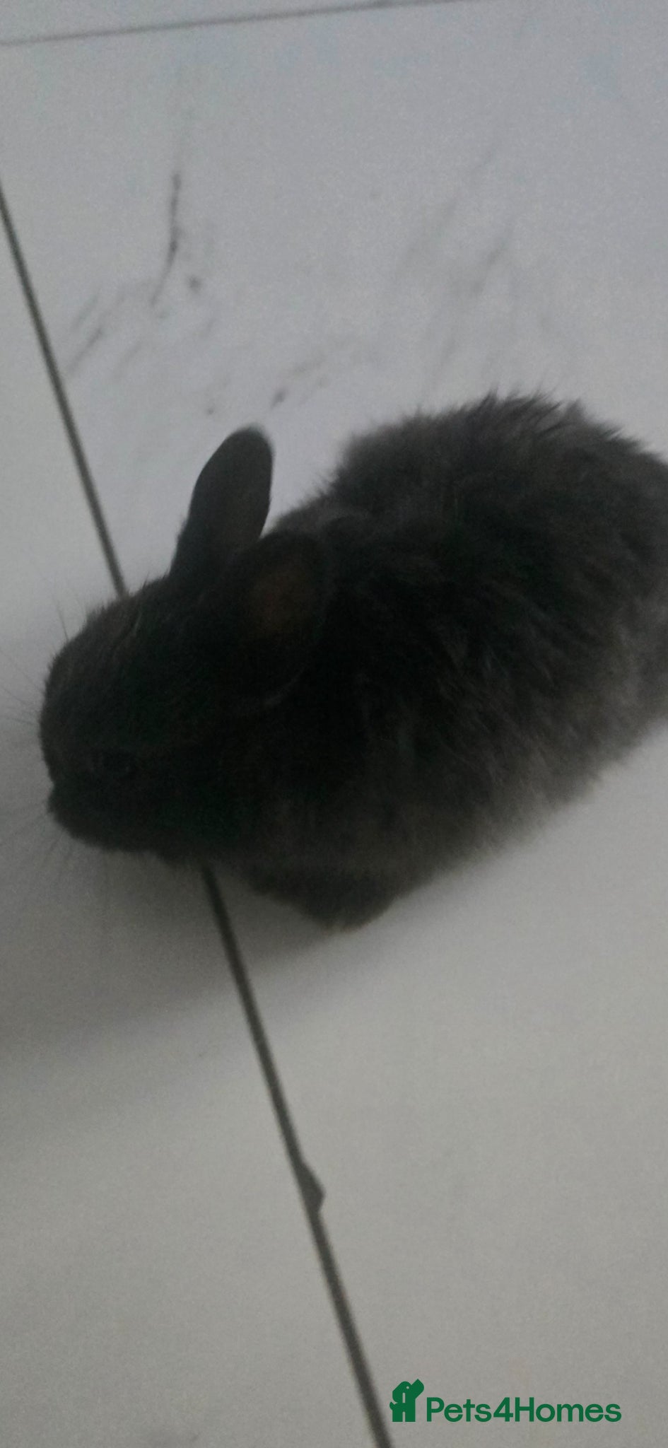 Netherland Dwarf rabbits 🐰 Netherland Dwarf Rabbit – Cute Pet for Sale - Advert 2