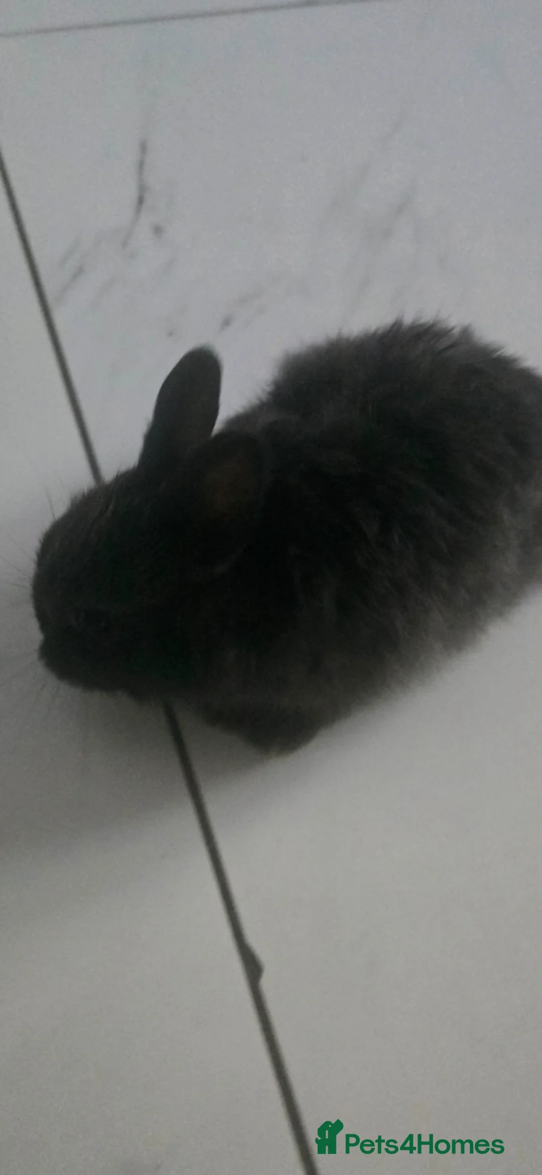Netherland Dwarf rabbits for sale: 🐰 Netherland Dwarf Rabbit – Cute Pet for Sale - Advert 1
