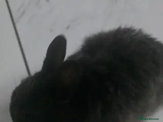 Netherland Dwarf rabbits 🐰 Netherland Dwarf Rabbit – Cute Pet for Sale - Advert 2