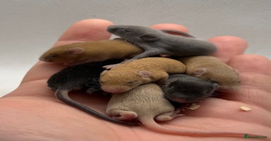 Mouse rodents - Advert 6