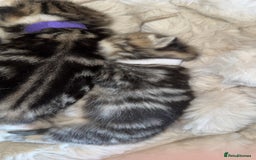 British Shorthair cats for sale: British short hair kittens  - Image 14
