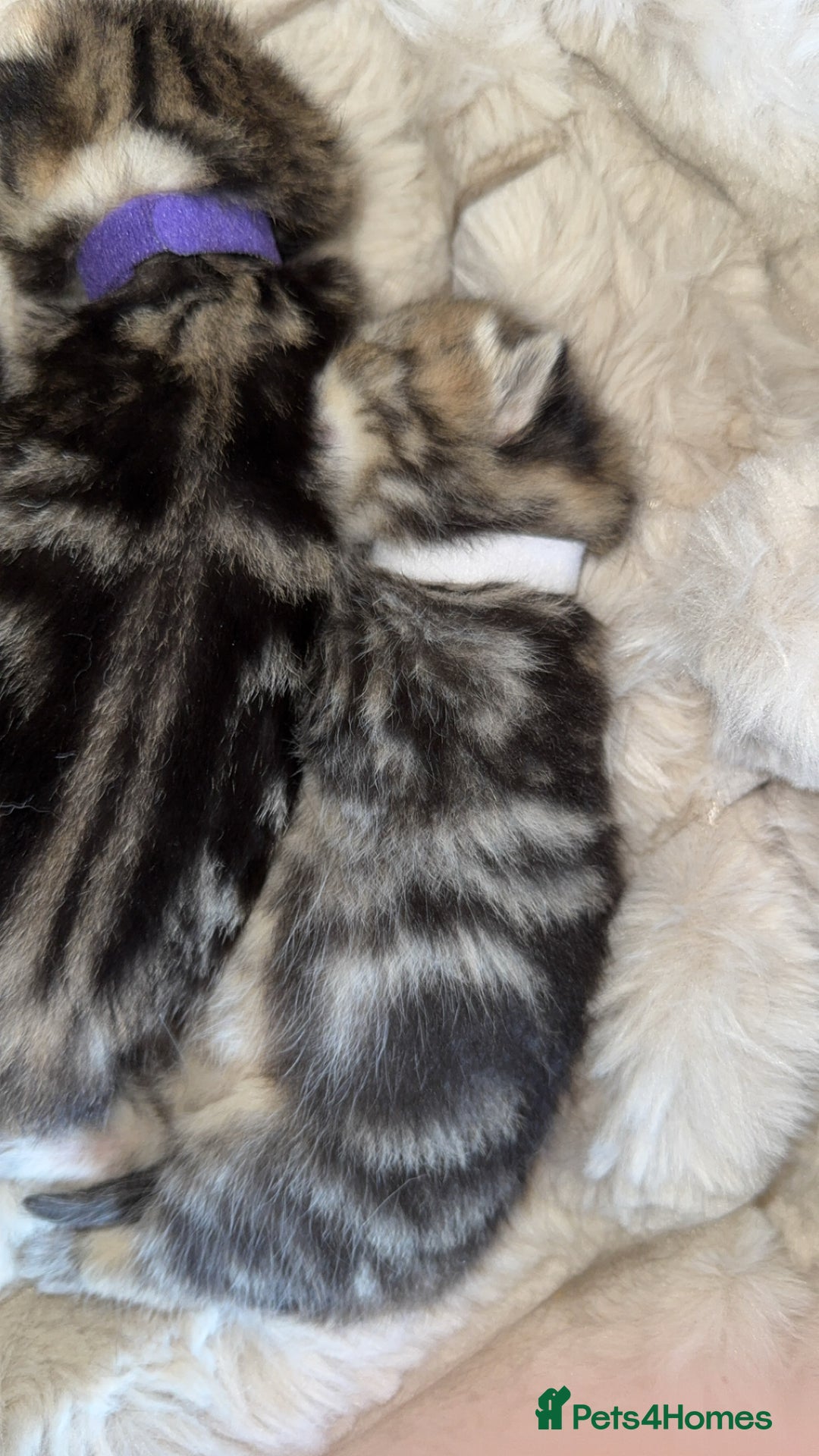 British Shorthair cats for sale: British short hair kittens  - Image 14