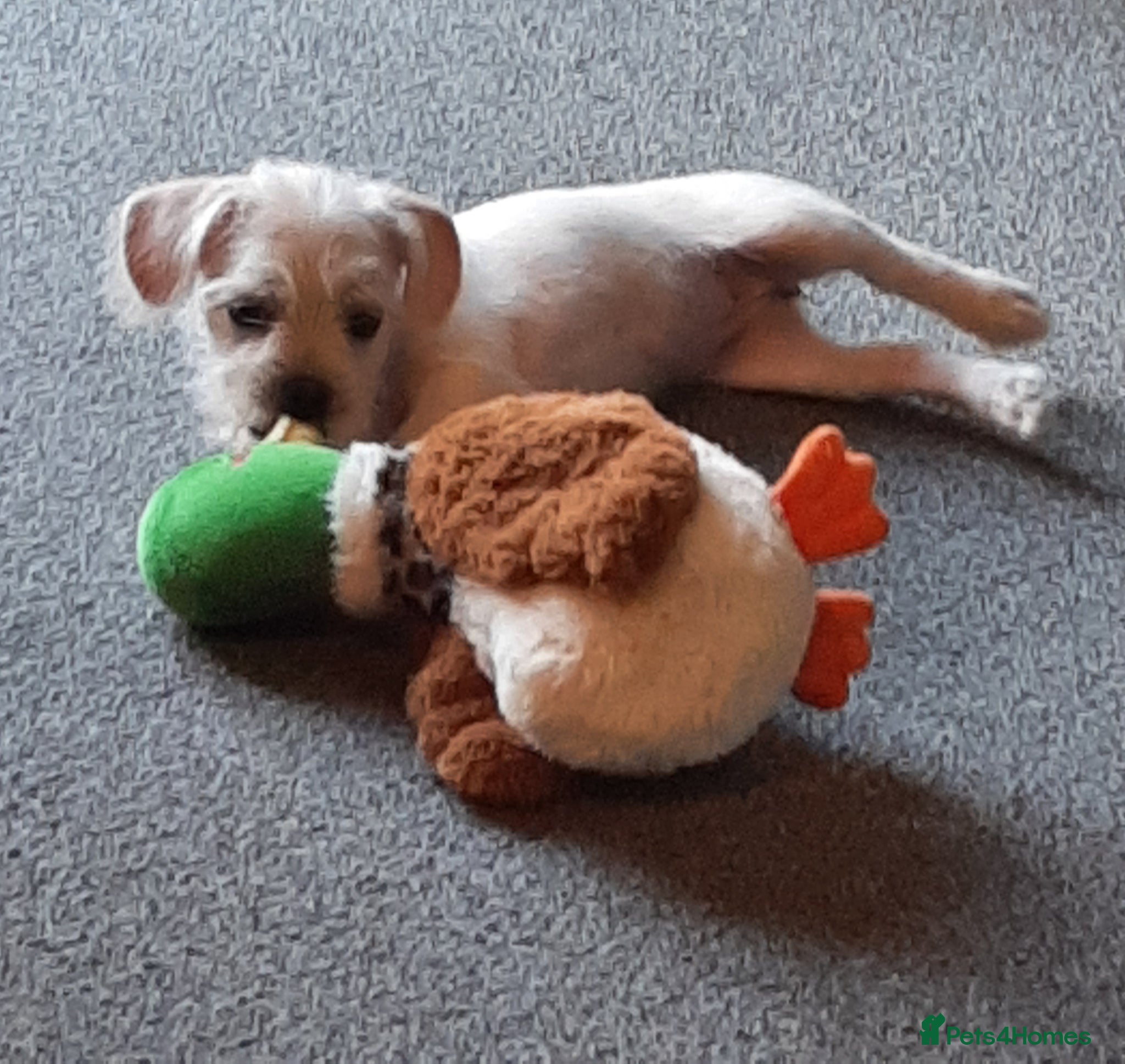Mixed Breed dogs **3 girls and 1 boy left** - Advert 14