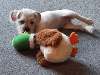 Mixed Breed dogs **3 girls and 1 boy left** - Advert 14