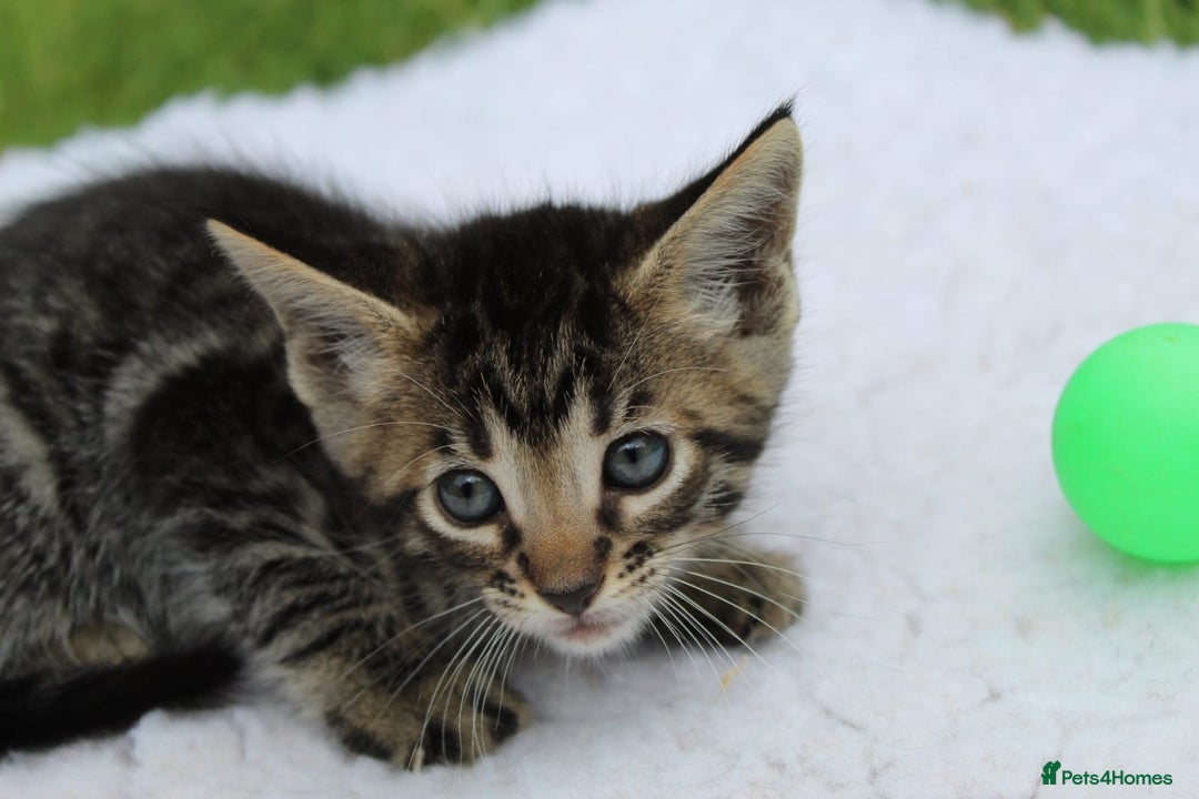 Savannah cats for sale: Stunning Savannahx Maine coons - Image 23