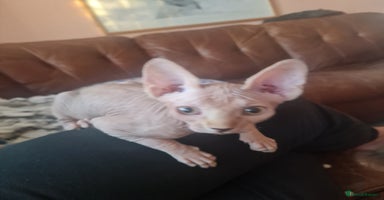 Sphynx cats - Advert 3
