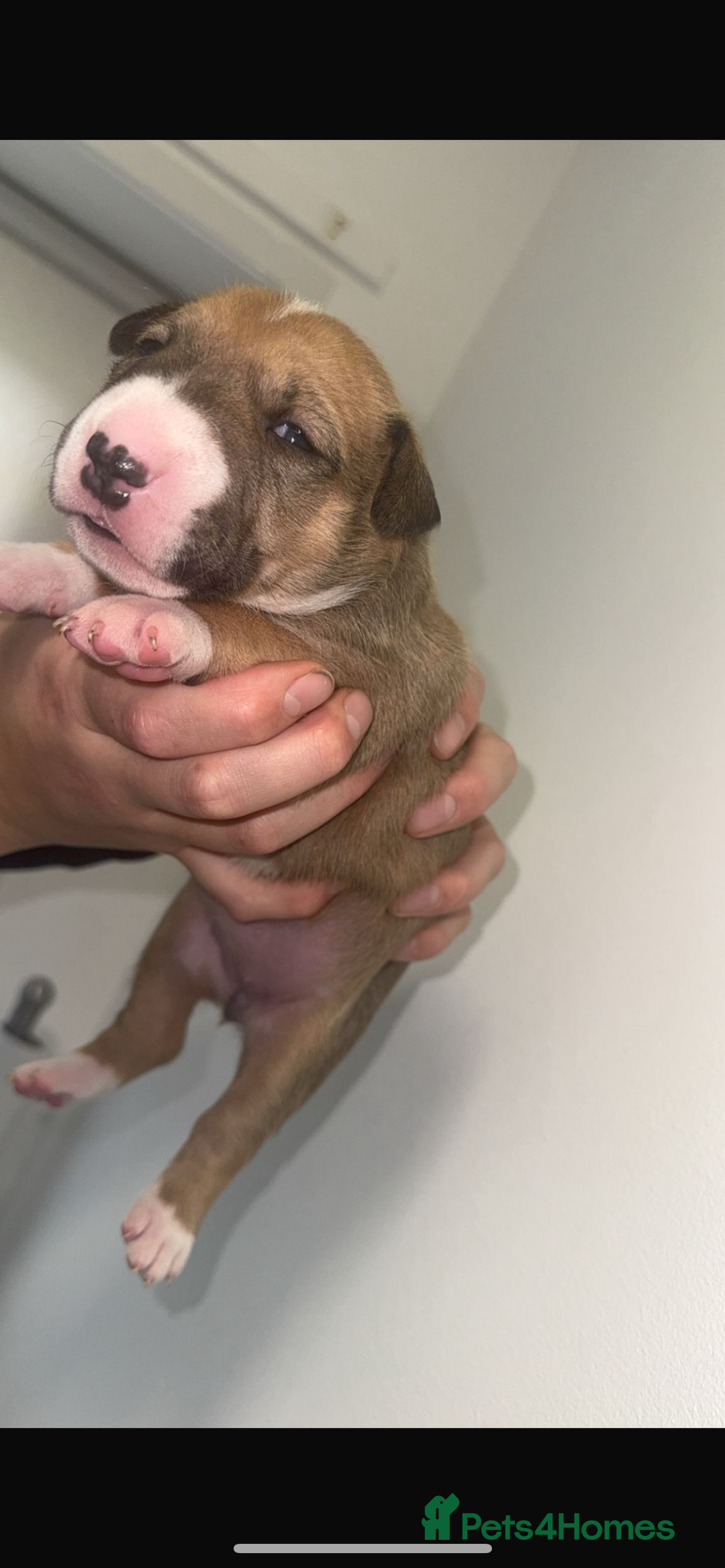 English Bull Terrier dogs for sale: Stunning KC miniature English bull terrier puppies - Advert 6