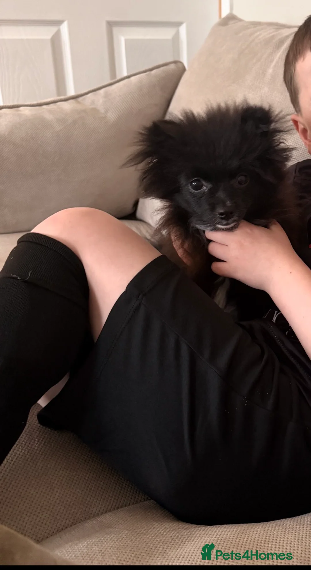 Pomeranian dogs for sale: Tiny Pomeranian girl  - Advert 5