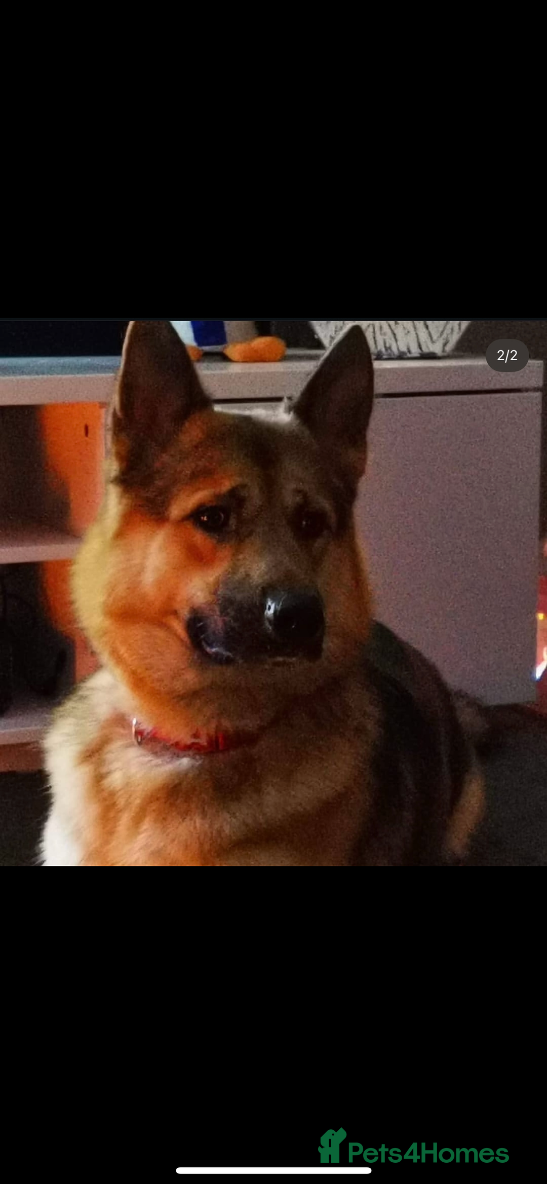 German Shepherd dogs for sale: 4 beautiful female German shepherd pups  - Image 8