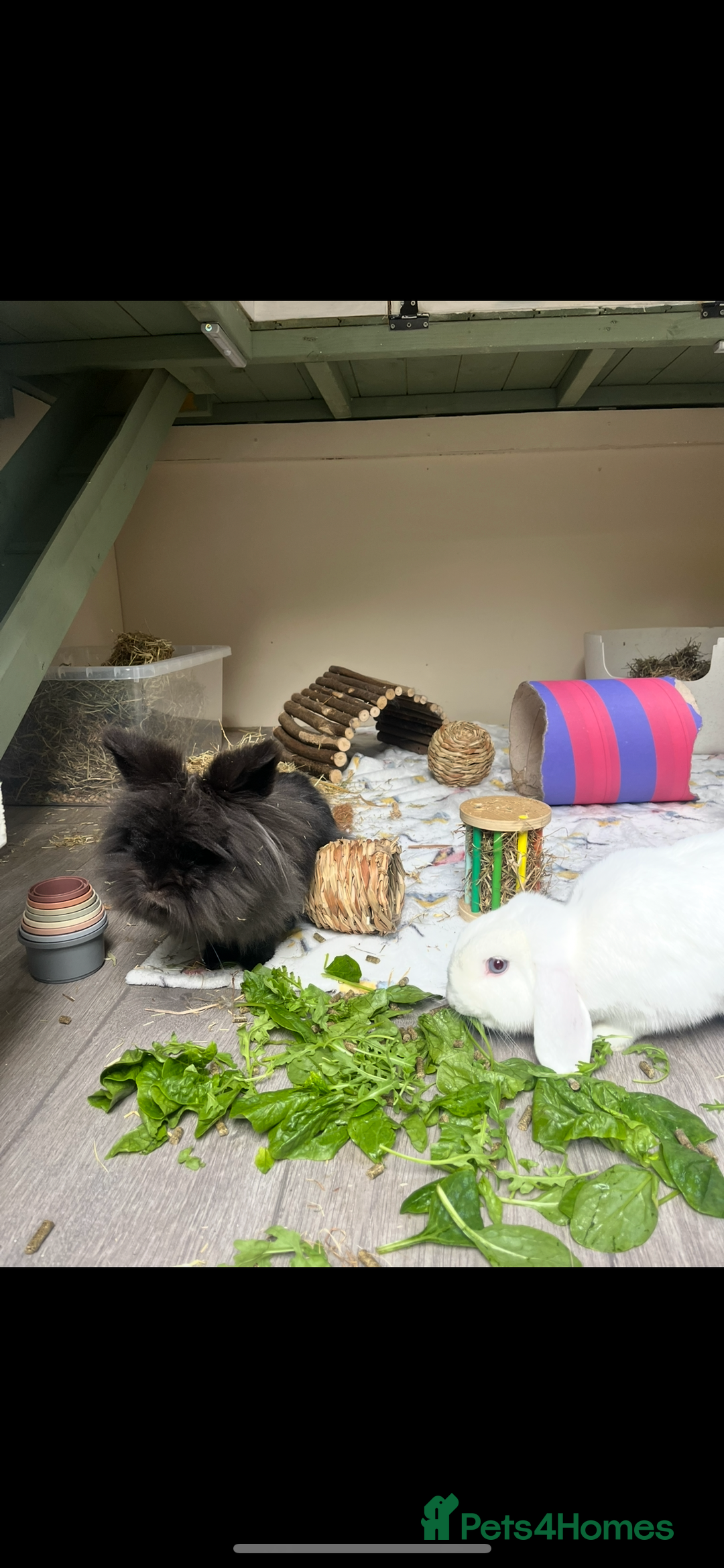 Lionhead rabbits for sale: Two bonded rabbits for rehoming  - Image 2