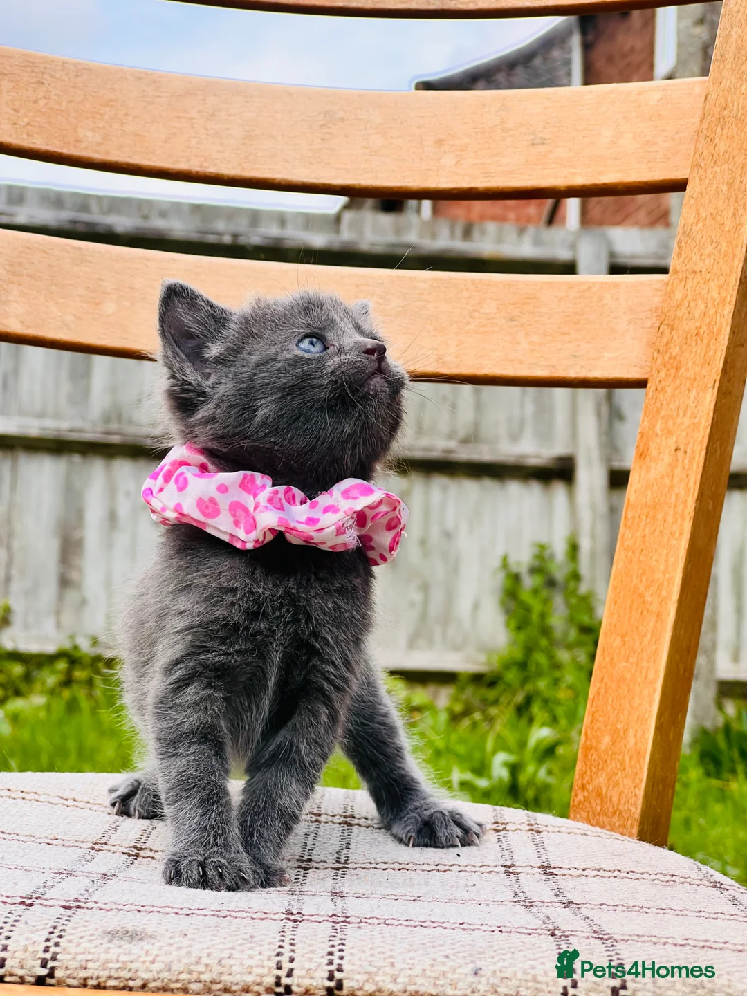 Mixed Breed cats for sale: Cute Kittens from British Shorthair Dad &Tabby Mom - Advert 22
