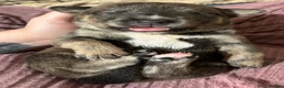 Mixed Breed dogs for sale: Gorgeous Blue & Brindle Mixed Breed Puppies 🫐💗 - Advert 24