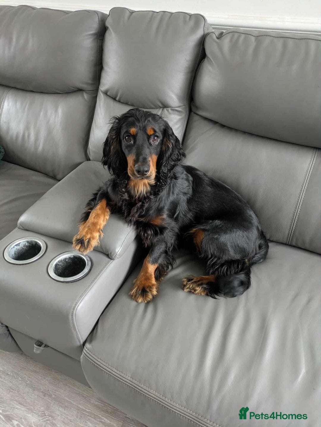 Cocker Spaniel dogs for sale: Puppies Cocker spaniel for sale - Advert 12