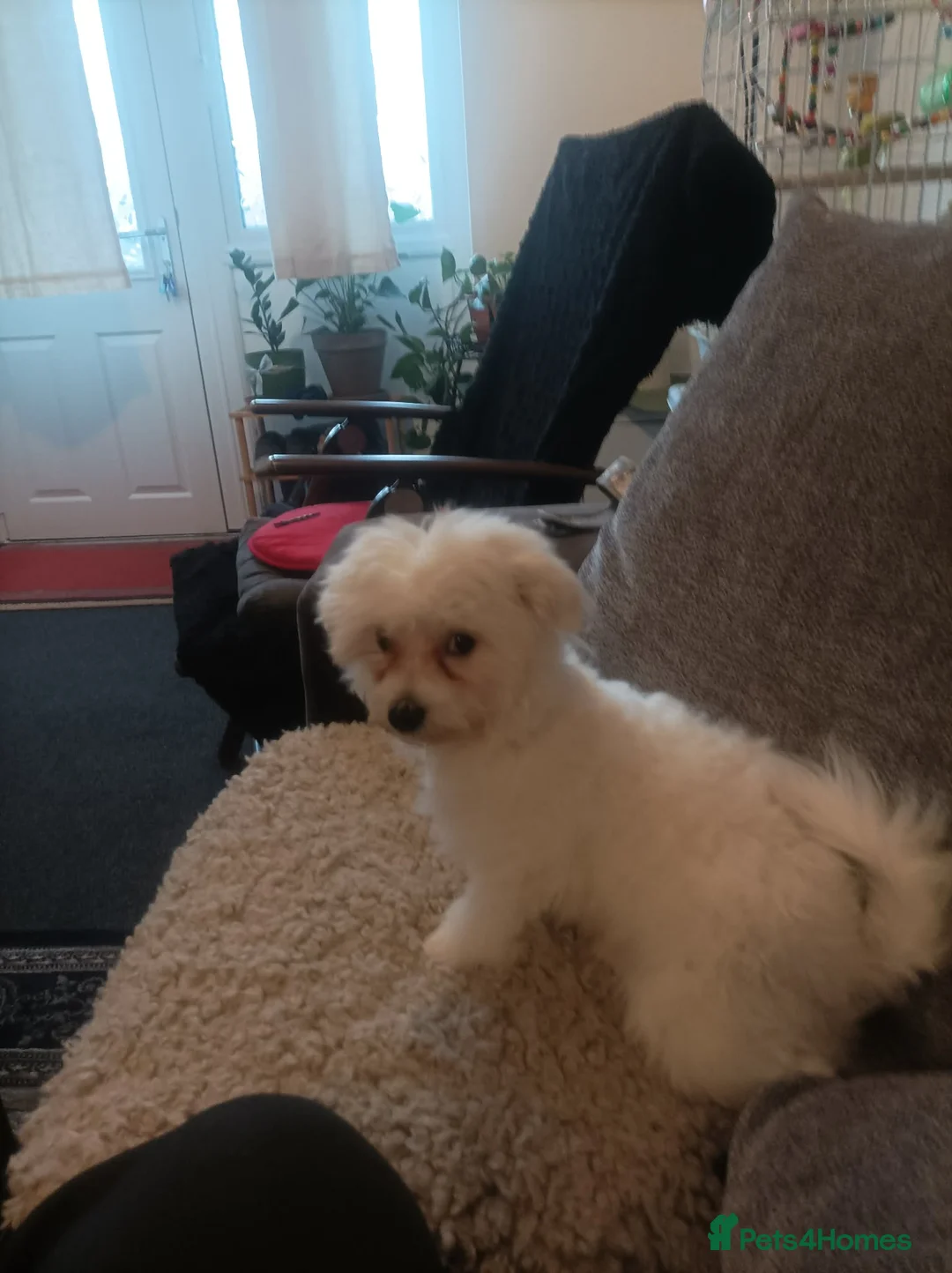 Bichon Frise dogs for sale: 8 months Bichon Frise in Skelmersdale - Advert 1